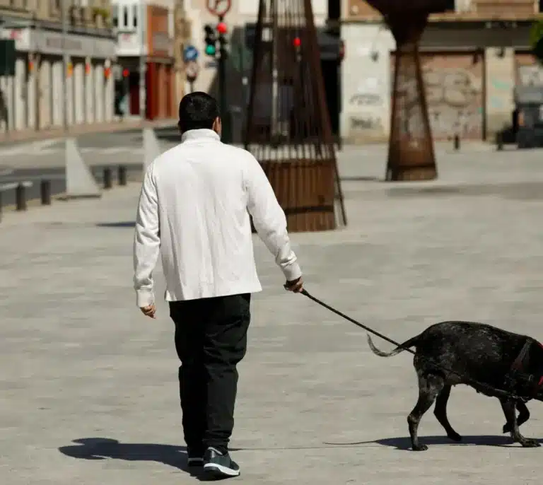 Muere un perro que iba acompañado del dueño al recibir un disparo desde una vivienda en Castellón
