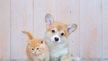 Advance lanza su primera guía para orientar sobre el cuidado y bienestar de los cachorros