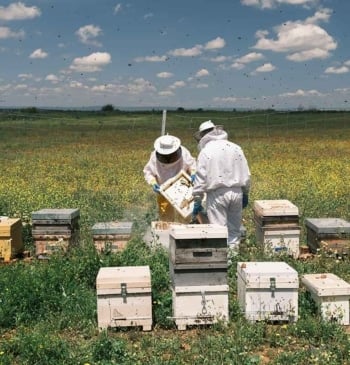 'Abejas fotovoltaicas', el secreto de la miel más energética