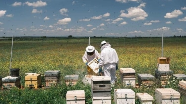 'Abejas fotovoltaicas', el secreto de la miel más energética