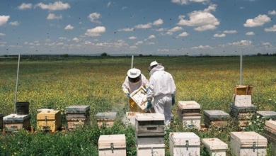 'Abejas fotovoltaicas', el secreto de la miel más energética