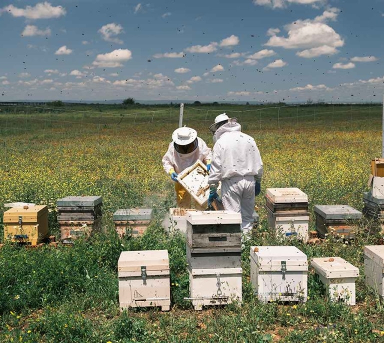 'Abejas fotovoltaicas', el secreto de la miel más energética
