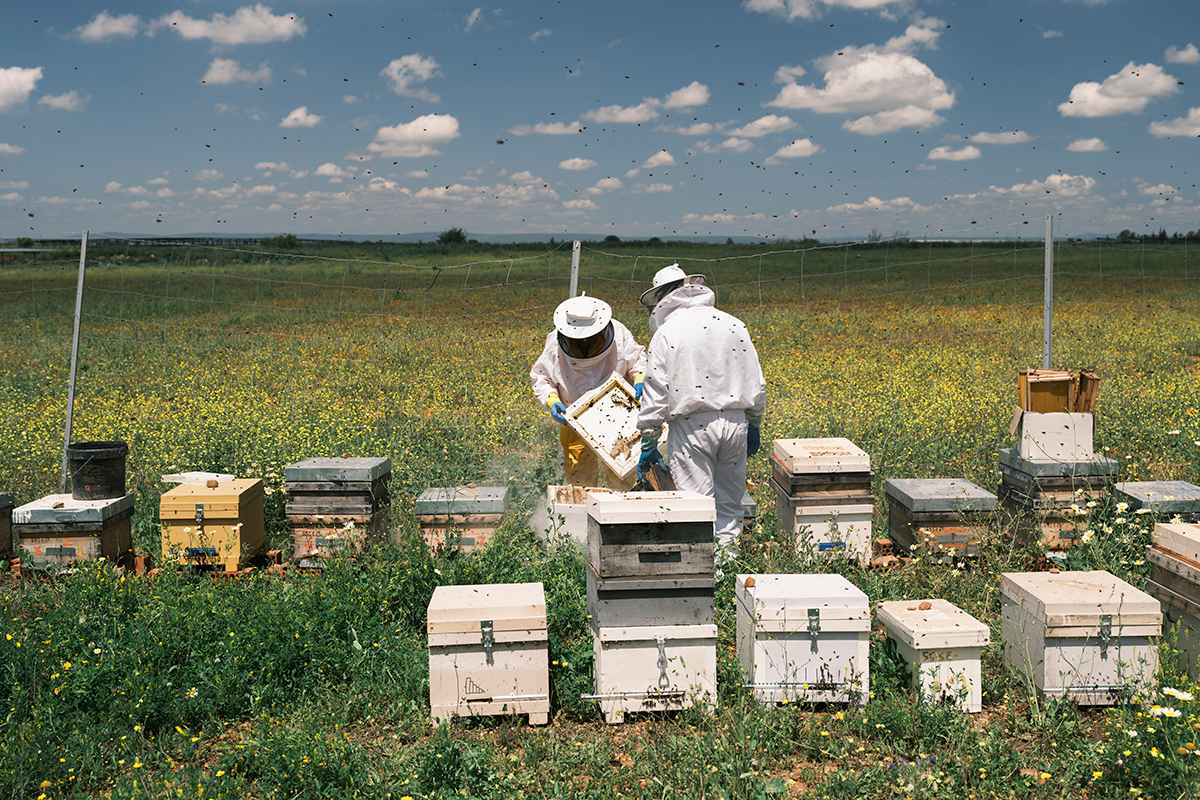 'Abejas fotovoltaicas', el secreto de la miel más energética