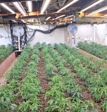 Cae plantación de marihuana en Almería: dos detenidos van a prisión