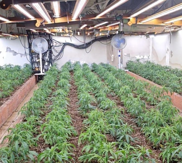 Cae plantación de marihuana en Almería: dos detenidos van a prisión