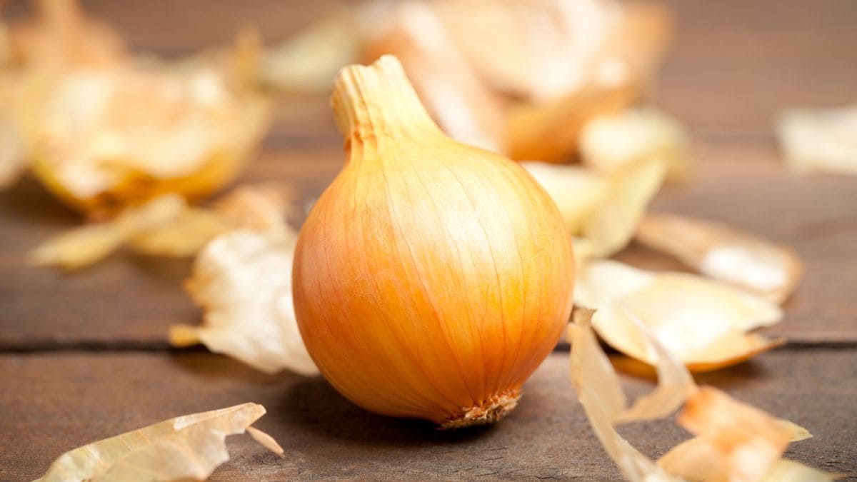 Cáscara Cebolla