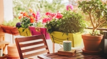 Cuidar plantas verano