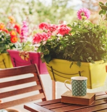 Así debes cuidar las plantas en verano para que no se quemen