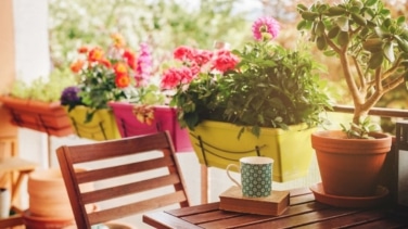 Así debes cuidar las plantas en verano para que no se quemen