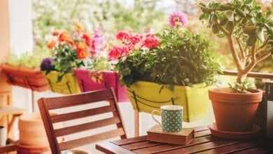 Así debes cuidar las plantas en verano para que no se quemen