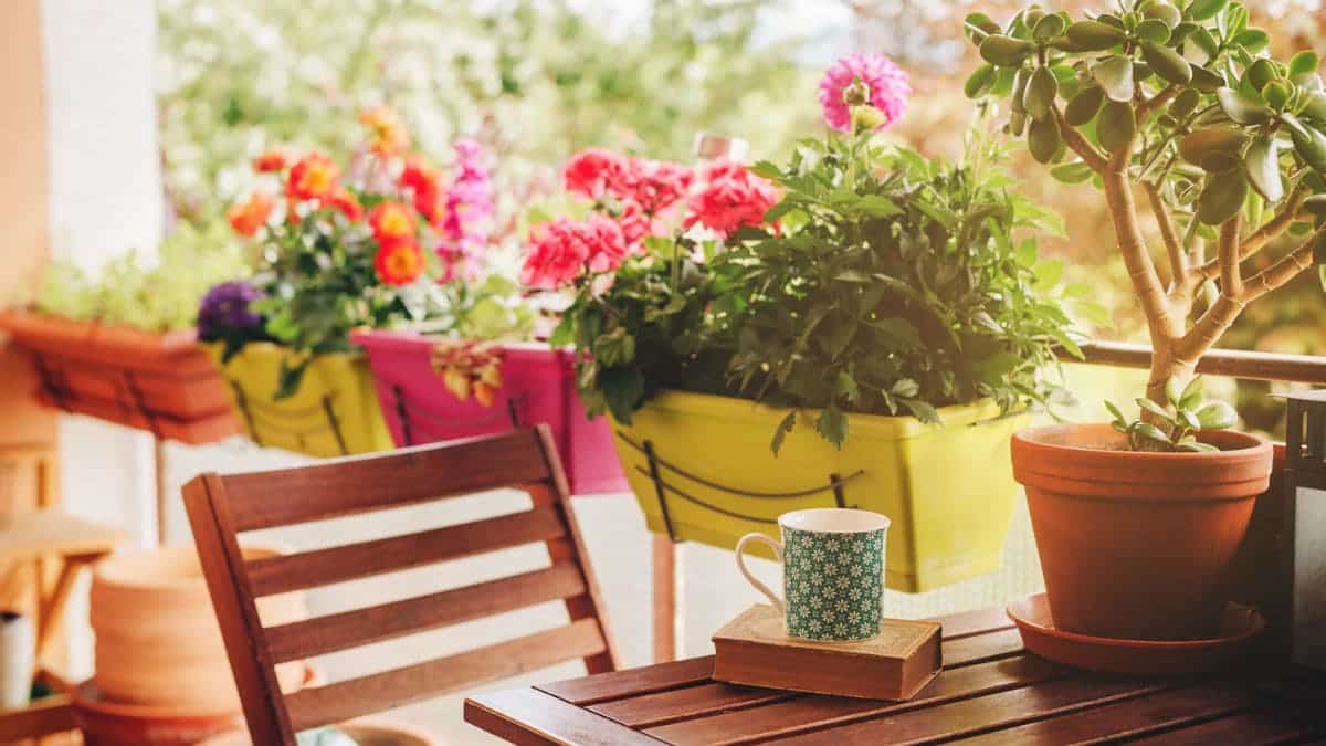 Cuidar plantas verano
