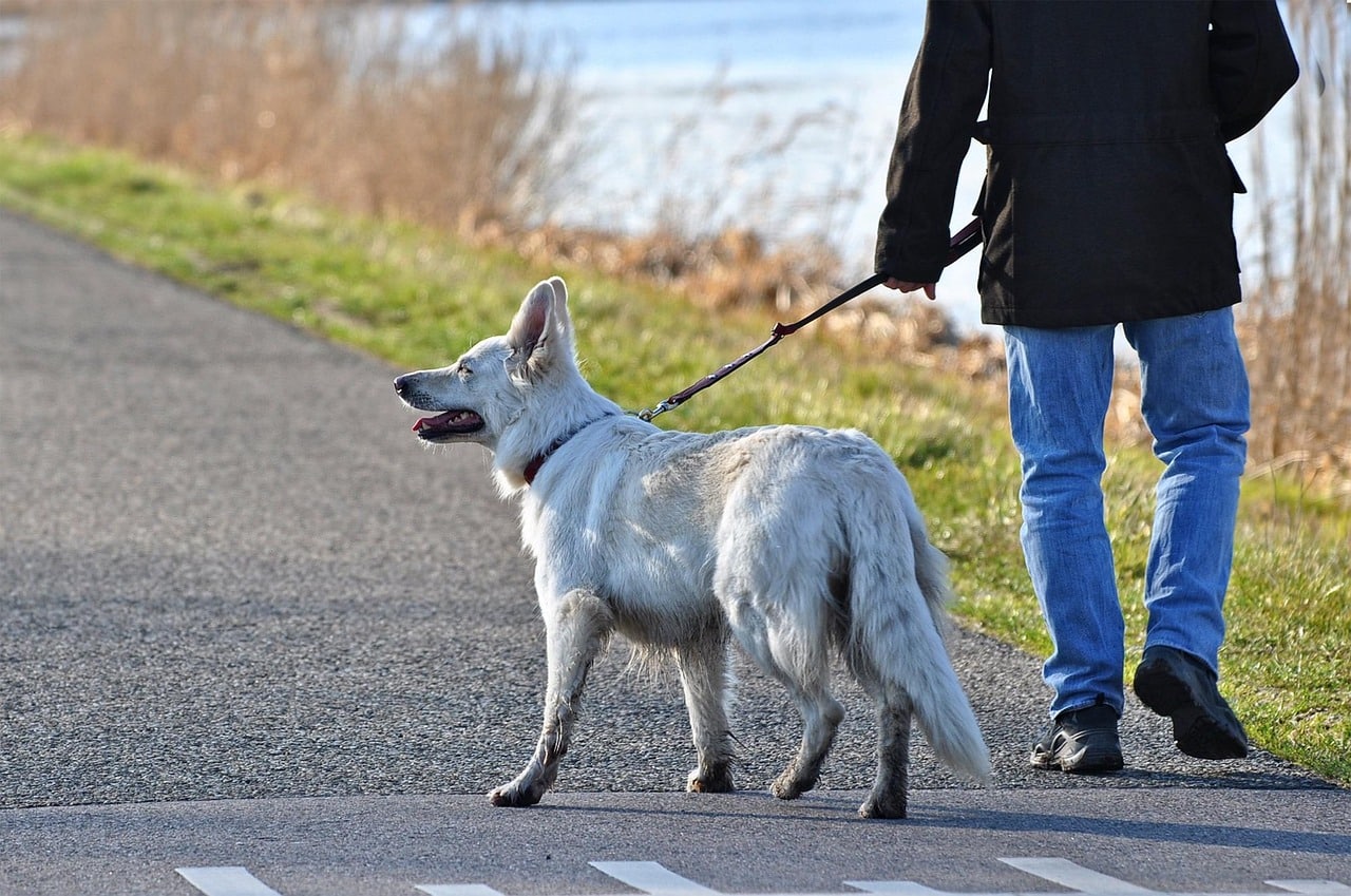 Un hombre paseando a su perro
