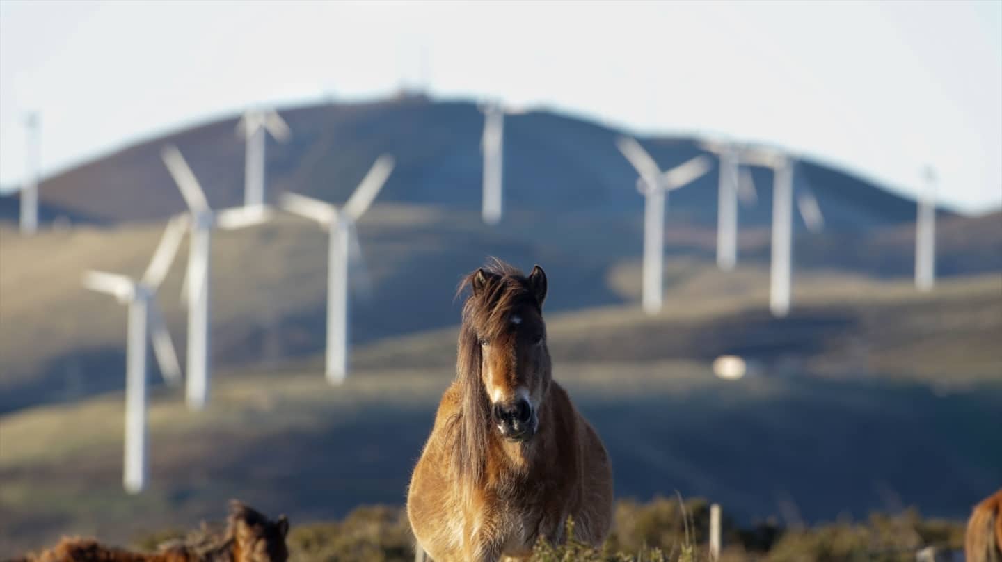 Un caballo observa los aerogeneradores del Parque eólico de Tronceda, en la Serra do Xistral, en Mondoñedo, en Lugo, Galicia.