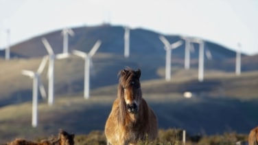 ¿Boom o burbuja? La energías renovables en el punto de mira
