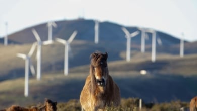 ¿Boom o burbuja? La energías renovables en el punto de mira