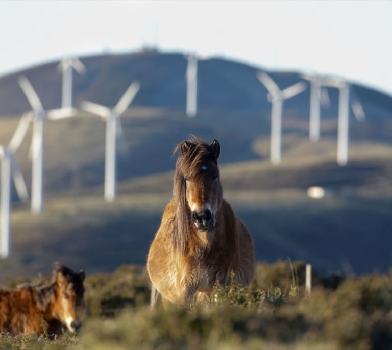 ¿Boom o burbuja? La energías renovables en el punto de mira