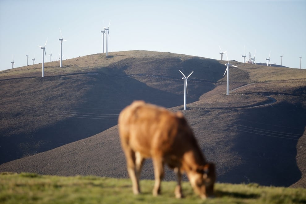 Una vaca pasta frente a un grupo de aerogeneradores en el Parque eólico de O Fiouco, de la Serra do Xistral, en Lugo, Galicia.