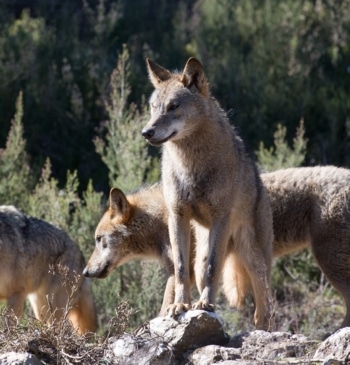 Cantabria mata nueve lobos y tiene planificado acabar próximamente con otros 21