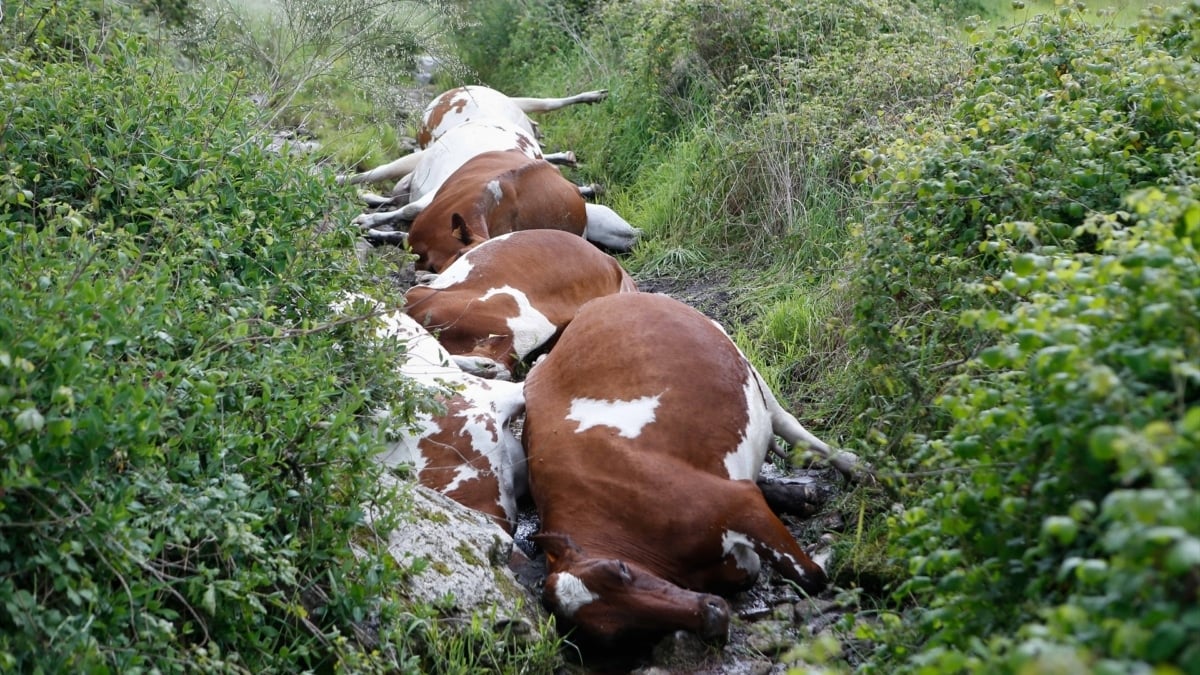 Vacas muertas por un rayo en Rodeiro (Pontevedra).