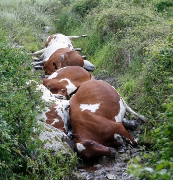 Un rayo mata a 27 vacas en una granja de Pontevedra