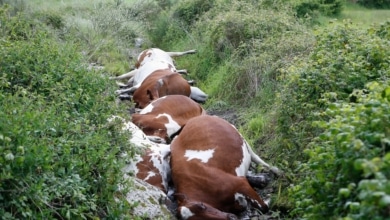Un rayo mata a 27 vacas en una granja de Pontevedra