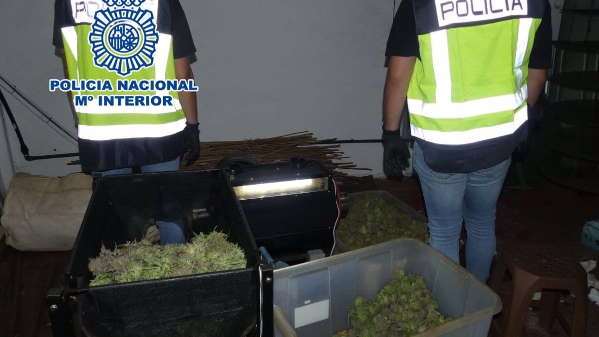 Cuatro detenidos de un clan familiar por cultivo indoor de marihuana en Elda
