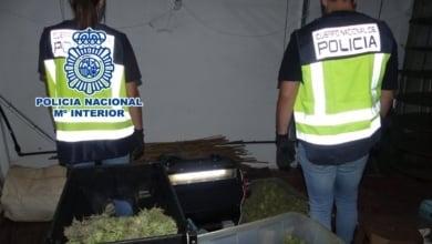 Cuatro detenidos de un clan familiar por cultivo indoor de marihuana en Elda