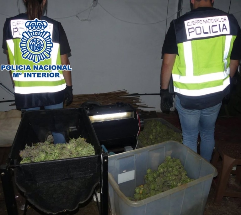Cuatro detenidos de un clan familiar por cultivo indoor de marihuana en Elda