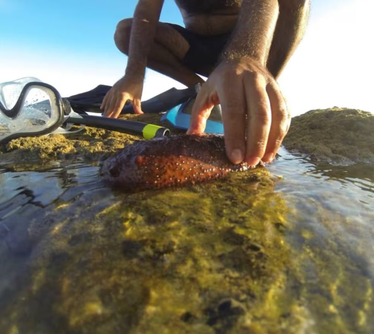 Denunciados un padre y su hijo por la captura ilegal de pepinos de mar