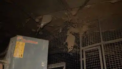 Grave denuncia por insalubridad y maltrato en una macrogranja avícola de Mallorca