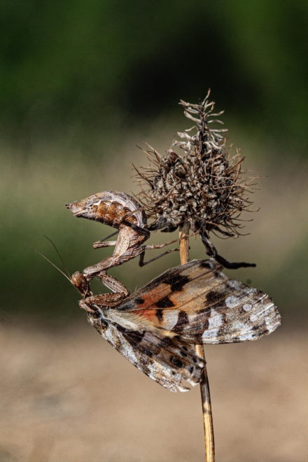Ejemplar de 'Ameles spallanzania ',  devorando una mariposa.