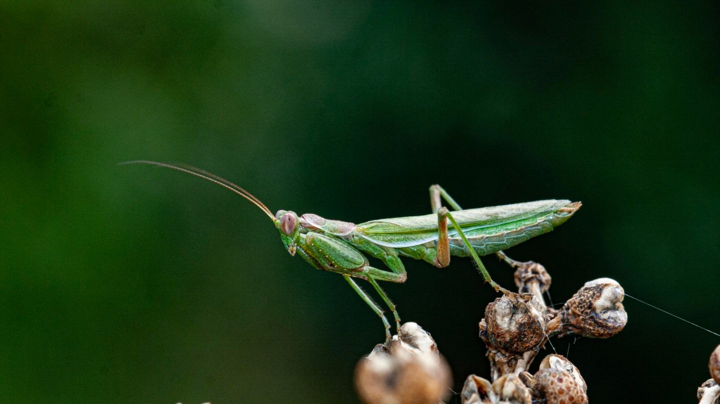 imagen de una mantis llamada 'Ameles spallanzania', macho.