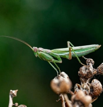 Mantis, las depredadoras 'beatas' que cuidan de los cultivos