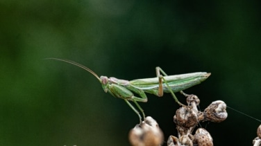 Mantis, las depredadoras 'beatas' que cuidan de los cultivos