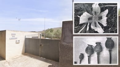 La Policía Nacional desmantela en Murcia el primer cultivo ilegal de opio en España