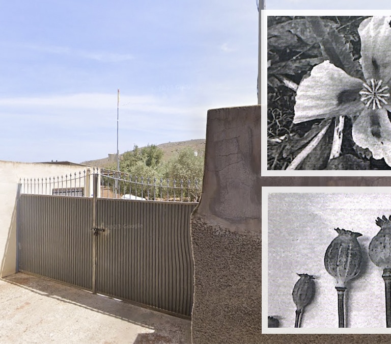 La Policía Nacional desmantela en Murcia el primer cultivo ilegal de opio en España