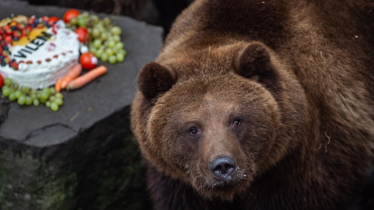 (Foto de ARCHIVO) 20 November 2019, Czech Republic, Cesky Krumlov: A bear named William is seen during a ceremony at Cesky Krumlov Castle, where two bears have new names William and Polyxena, after they transported since July 2019. Czech Environmental Inspectorate confiscated them from importers who did not have the necessary permits to import them from Russia. Photo: Václav Pancer/CTK/dpa 20/11/2019 ONLY FOR USE IN SPAIN