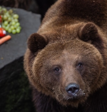 No aceptamos oso como animal de compañía: Rusia prohíbe la tenencia de [...]
