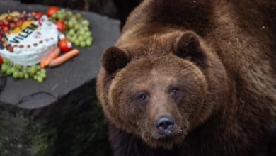 No aceptamos oso como animal de compañía: Rusia prohíbe la tenencia de mascotas salvajes