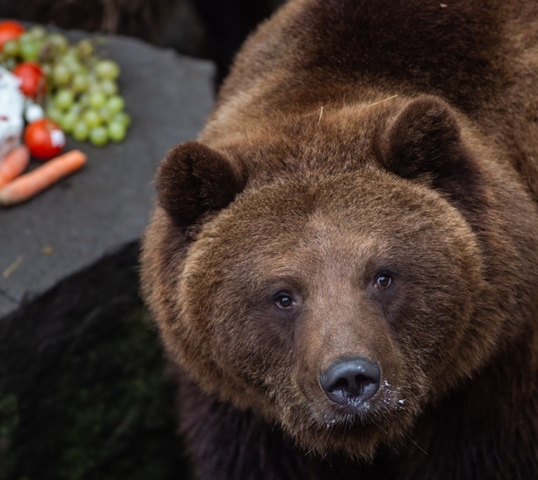 No aceptamos oso como animal de compañía: Rusia prohíbe la tenencia de mascotas salvajes