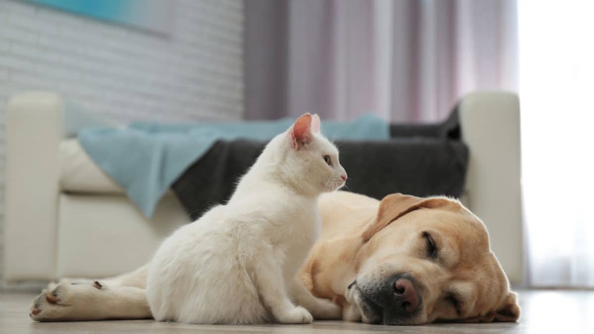 Dos de cada diez perros y gatos sufren problemas gastrointestinales en España
