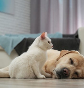 Dos de cada diez perros y gatos sufren problemas gastrointestinales en España