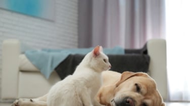 Dos de cada diez perros y gatos sufren problemas gastrointestinales en España