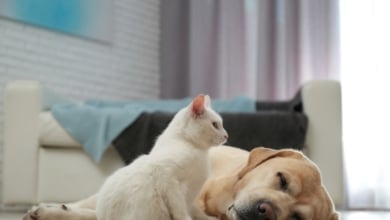 Dos de cada diez perros y gatos sufren problemas gastrointestinales en España