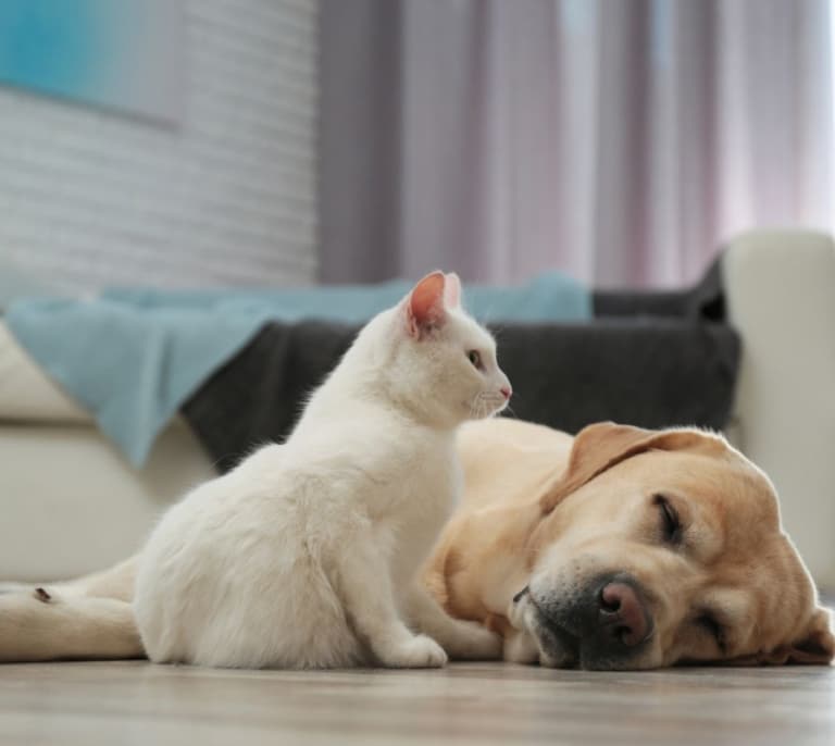 Dos de cada diez perros y gatos sufren problemas gastrointestinales en España