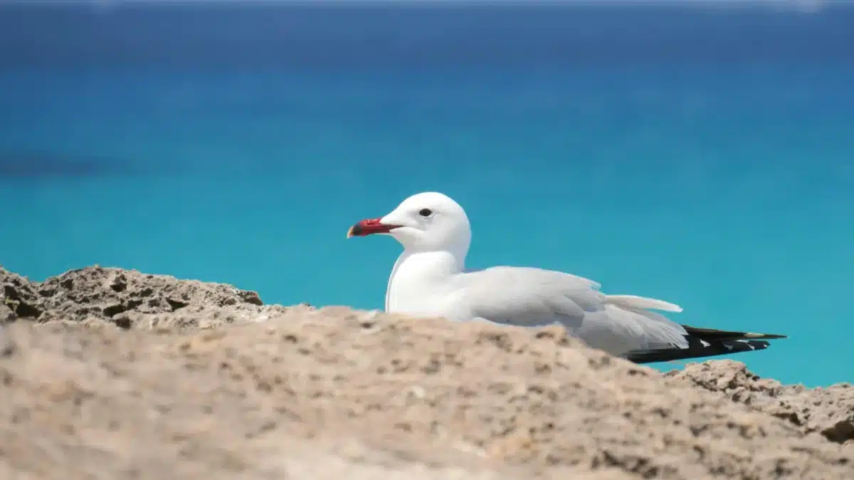 Tu próxima escapada por el mediterráneo: la Costa Azahar