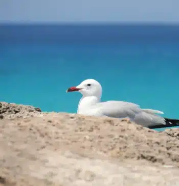 Tu próxima escapada por el mediterráneo: la Costa Azahar