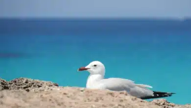 Tu próxima escapada por el mediterráneo: la Costa Azahar