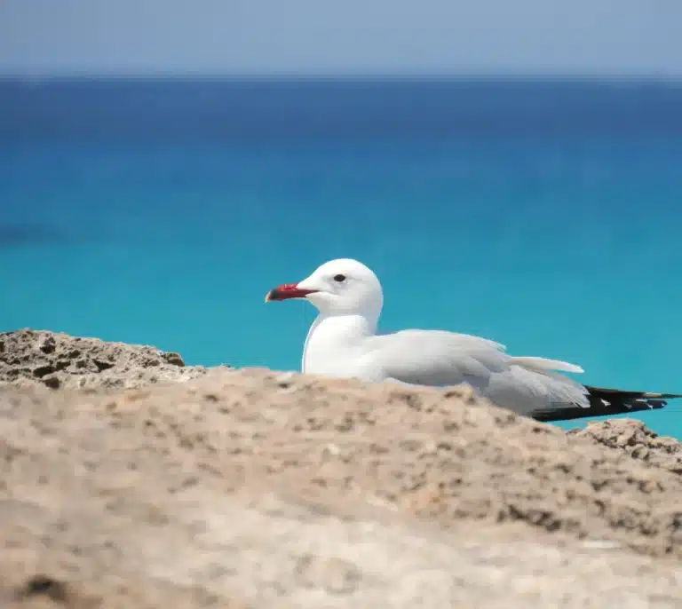 Tu próxima escapada por el mediterráneo: la Costa Azahar
