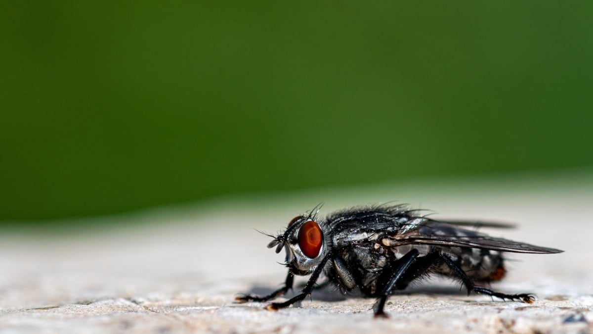 Así es la mosca negra del río Manzanares
